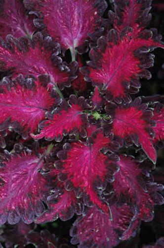 Sale,,,fresh coleus black dragon (20+ seeds) house or bedding plant, wow for sale