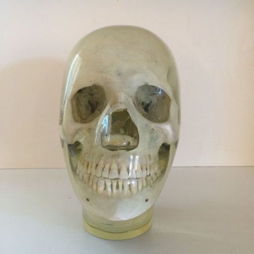 3d anthropomorphic skull phantom for sale