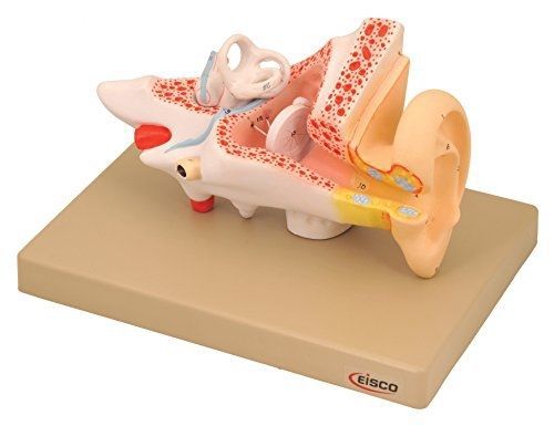 Eisco human ear model, 3 parts, 2 times enlarged for sale