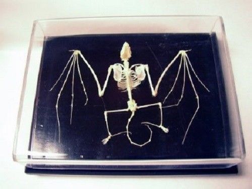 Bat skeleton specimen articulated real bone w/ acrylic cover and wood base for sale