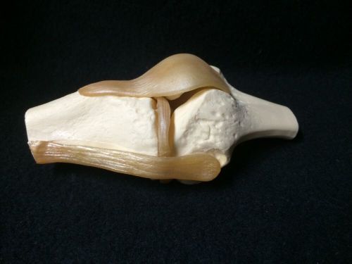 Functional human knee joint anatomical teaching model without base for sale