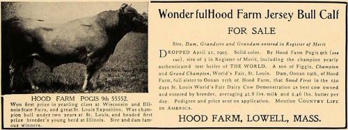 1907 Ad Hood Farm Jersey Bull Calf Lowell Massachusetts - ORIGINAL CL4