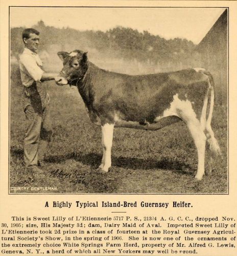 1907 Ad Alfred G Lewis Genevea White Springs Farm Herd - ORIGINAL CG1