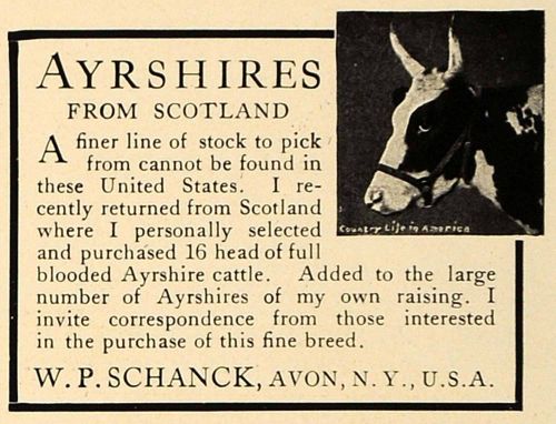 1906 Ad Ayrshires Scotland Cows Cattle W P Schanck Avon - ORIGINAL CL9