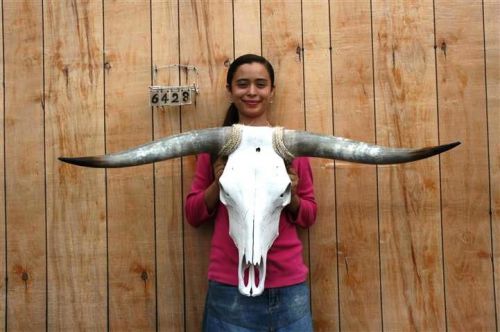 Steer skull long horns 3&#039; 9&#034; cow bull skulls horn h6428 for sale