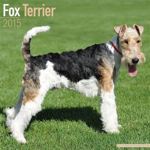 NEW 2015 Fox Terrier Wall Calendar by Avonside- Free Priority Shipping!
