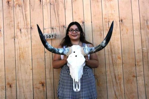 STEER SKULL AND 2&#039; 9&#034; LONG HORNS COW LONGHORNS H6308