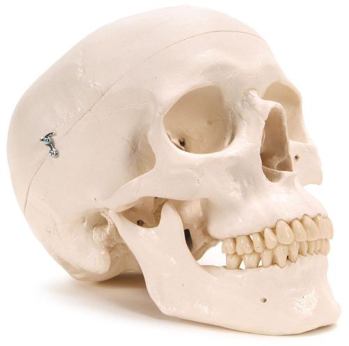 3b scientific plastic human skull model 3 parts 7.9&#034; x 5.3&#034; x 6.1&#034; for sale