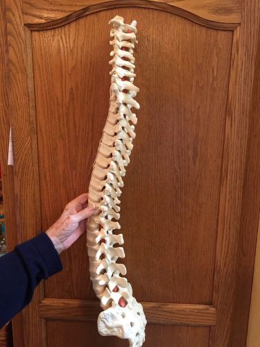 Life Size Flexible Chiropractic Human Spine Model w/No Stand &#034;Sawbones 1323&#034;