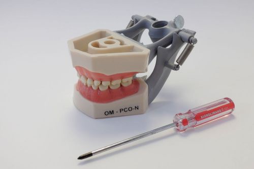 Dental Anatomy Typodont Educational Pediatric Kit Removable Teeth NBDE NERB ADEX