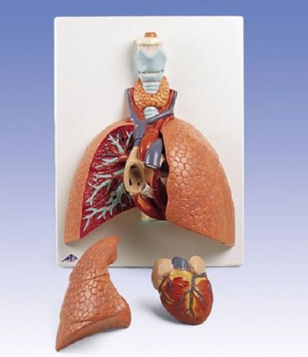 NEW 3B Scientific Anatomical Human Lung Model w/ Larynx