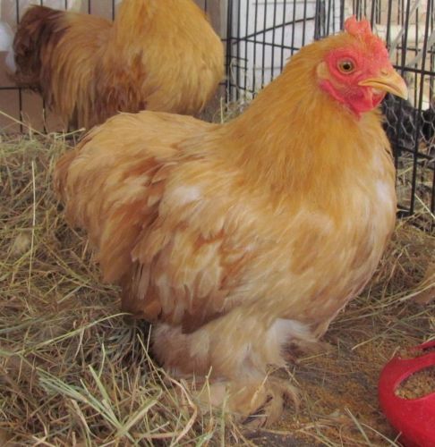 6 Buff Bantam Cochin Fertile Hatching eggs