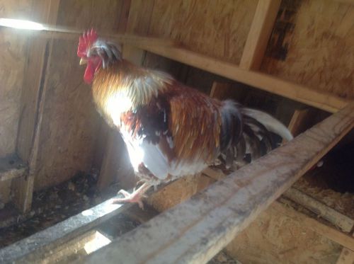 Rare Swedish Flower Hens ~ 8 Hatching Eggs Crested/Non Crested