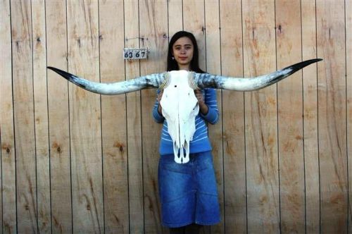 Steer skull long horns 5&#039; 3&#034; cow bull skulls horn h6367 for sale