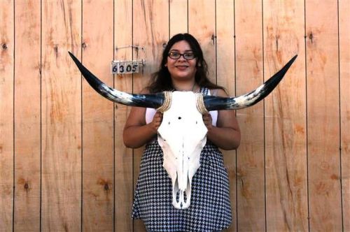 Steer skull and 3&#039; 1&#034; long horns cow longhorns h6305 for sale