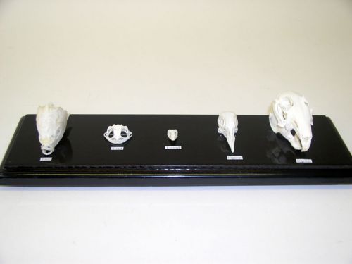 Skull Comparison Set Skeleton Specimen  on Wood Base w/ Acrylic Lid
