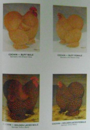 Chickens, Turkeys; Poultry; Standard of Perfection, Purebred Domestic Fowl 1983