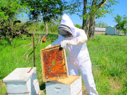 Complete beginner&#039;s beekeeping kit for sale
