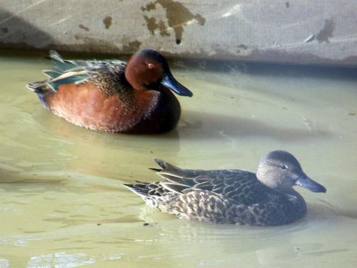 pre sale 4 cinnamon teal  hatching eggs  /  Farm Raised