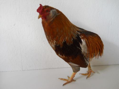 12 ARAUCANA RUMPLESS &amp; TUFFED CHICKEN HATCHING EGGS