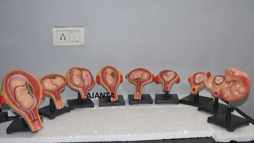 Stages Of Fetal Development Anatomical Model Set Embryo Set aei-2 Ajanta