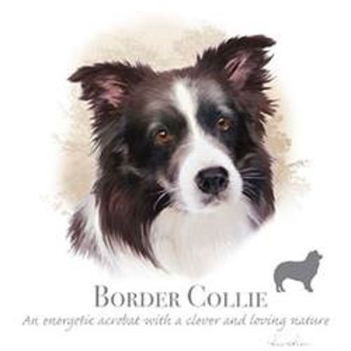 Border Collie Dog HEAT PRESS TRANSFER PRINT for T Shirt Sweatshirt Fabric 814a
