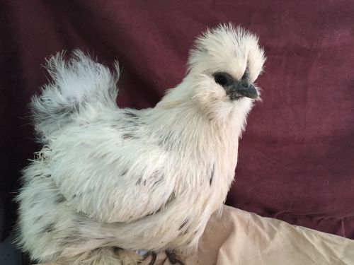 10+ Bearded Silkie Hatching Eggs Assorted Colors &#034;NPIP&#034;