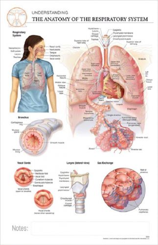 11 x 17 Post-It Anatomical Chart: Respiratory System