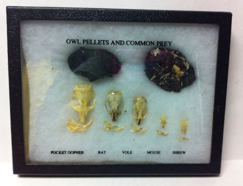Vintage Owl Pellet Dissection display Mount Gross and Cool Learning with Sculls