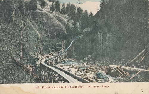 1909 A Lumber Flume, Forest Scenes Northwest, Cardinell-Vincent Tinted Postcard