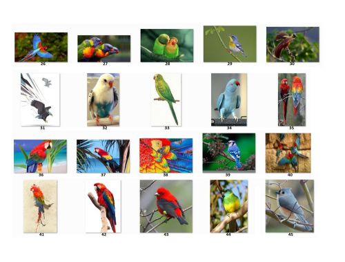 30 Personalized Return Address labels Beautiful Birds Buy 3 get 1 free {b1}