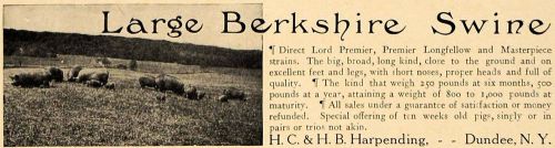 1907 Ad Berkshire Swine H.C. &amp; H.B. Harpending Dundee - ORIGINAL ADVERTISING CL9