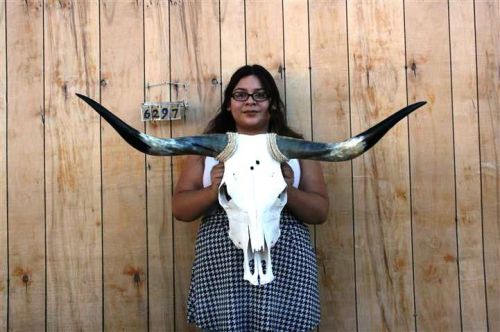 Steer skull and 3&#039; 5&#034; long horns cow longhorns h6297 for sale