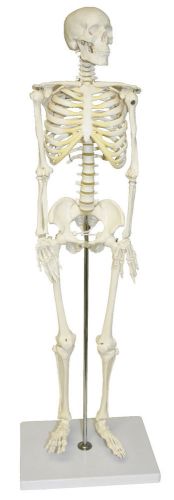 Vision Scientific VAS202 Half Size Human Skeleton-33&#034; (84cm)