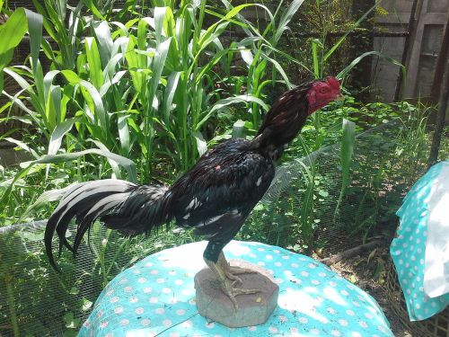 Thai game rooster fighting cock hatching eggs