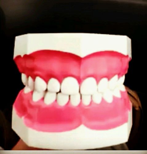 Nissin dental model children&#039;s dentist. Hygiene, props, good condition.