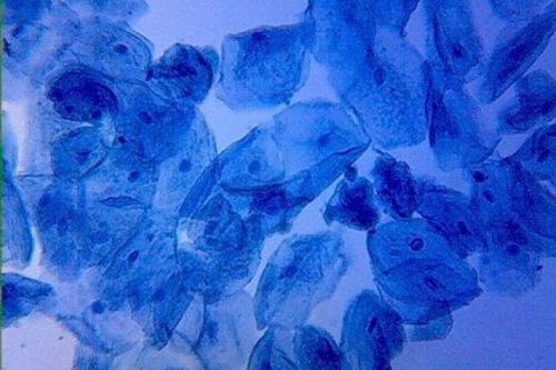 Microscopy stains: Methylene Blue Nuclear Stain 100ml