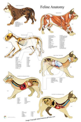 Cat Feline Veterinary Anatomy Poster 24 X 36 Wall Chart