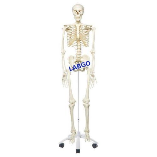 Human Skeleton Anatomical Model