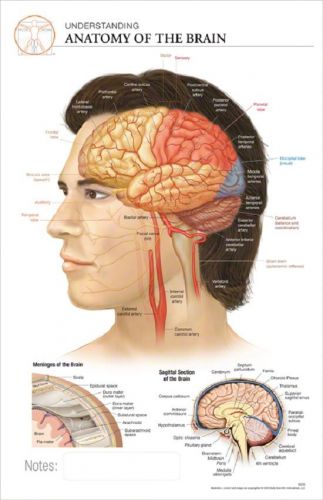 11 x 17 post-it anatomical chart: anatomy of the brain for sale