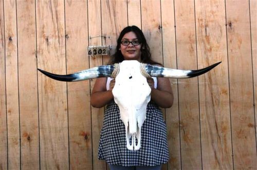 Steer skull and 3&#039; 4&#034; long horns cow longhorns h6302 for sale