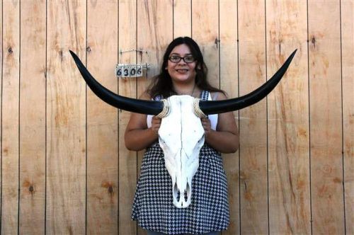 Steer skull and 3&#039; 3&#034; long horns cow longhorns h6306 for sale