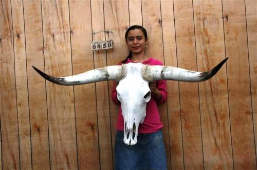 Steer skull long horns 3&#039; 7&#034; cow bull skulls horn h6450 for sale