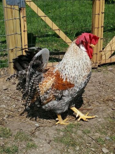 12+ Sapphire Chicken Hatching Eggs SBEL