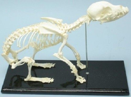 Real dog skeleton display - specimen articulated on wood base w/ acrylic cover for sale