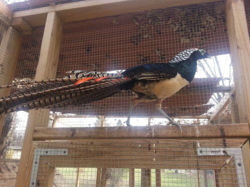 6 LADY AMHERST PHEASANT HATCHING EGGS (PRE-SALE)