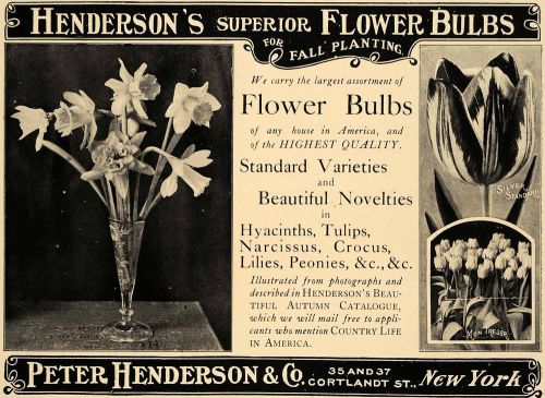 1907 Ad Peter Henderson&#039;s Flower Bulbs Tulips Daffodils - ORIGINAL CL9