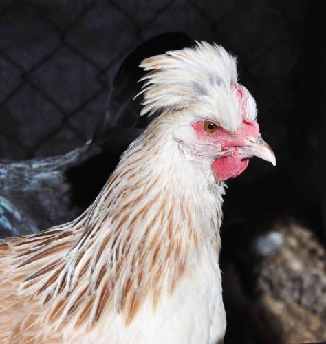 RARE Austrain Sumtaler  Chicken Hatching Eggs from Greenfire Farms
