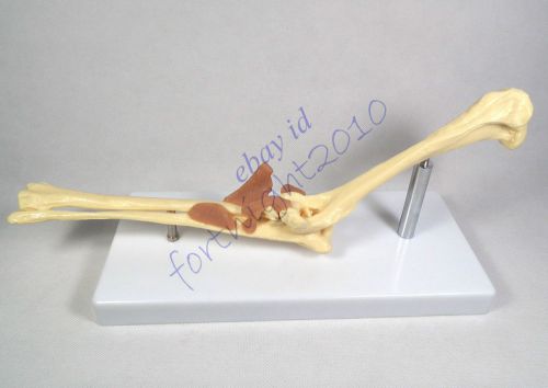 RS Canine Elbow Anatomical Model Veterinary Anatomy Dog DISPLAY STURDY EDUCATION