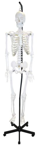 Vision Scientific VAS201-H-DC Human Skeleton (Hanging) with Thick Zip Dust Cover